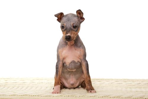Guliver Pleyer Johanna''s dogs